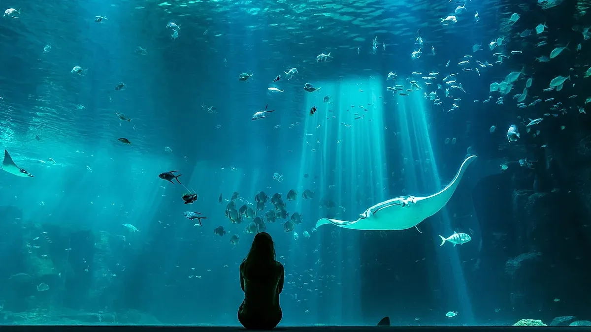 Piscine de Nausicaà